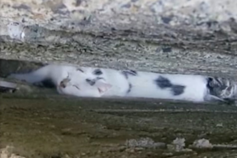 Autsch! Katze Snowy steckte zwischen zwei Steinmauern fest.