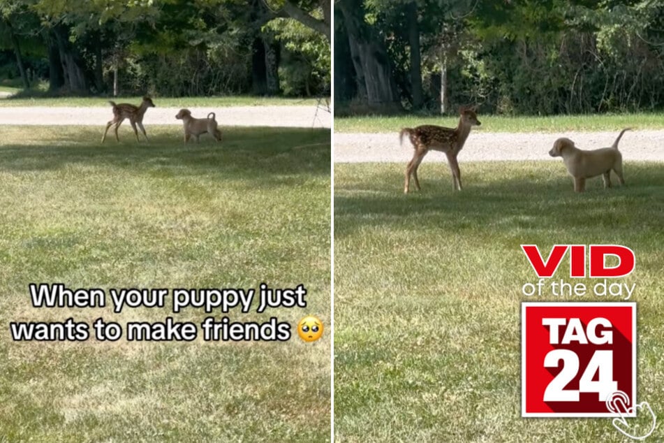 Today's Viral Video of the Day features a girl that captured what looked like a scene straight out of a Disney movie in her backyard!