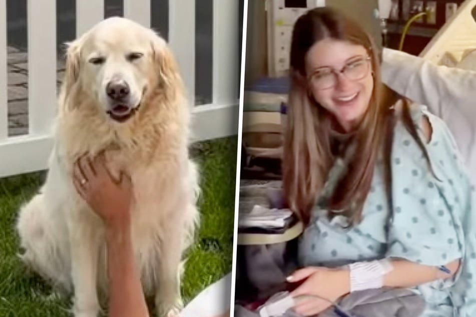 Golden Retriever Lincoln hatte seinen großen Auftritt, als Frauchen Haley in den Wehen lag.