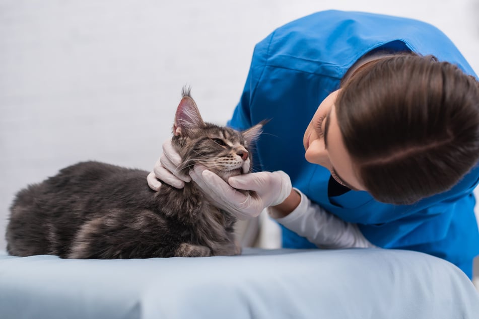 Hat eine Katze zu viel Zwiebel gefressen, sollte man sie zum Tierarzt bringen.