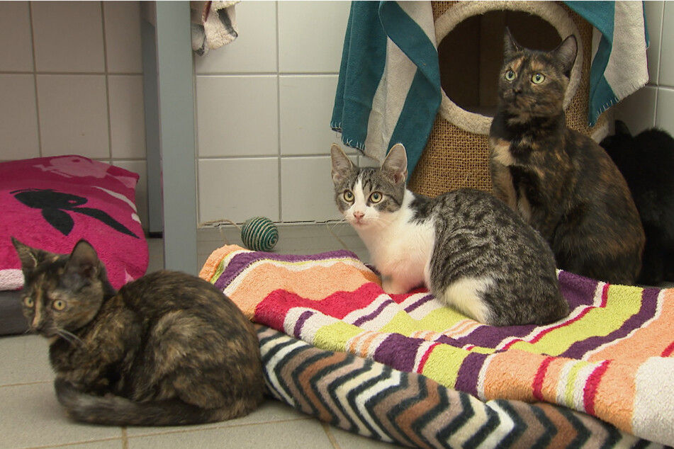 Katzenmama Grammy kümmert sich im Tierheim um verwaiste Kitten.