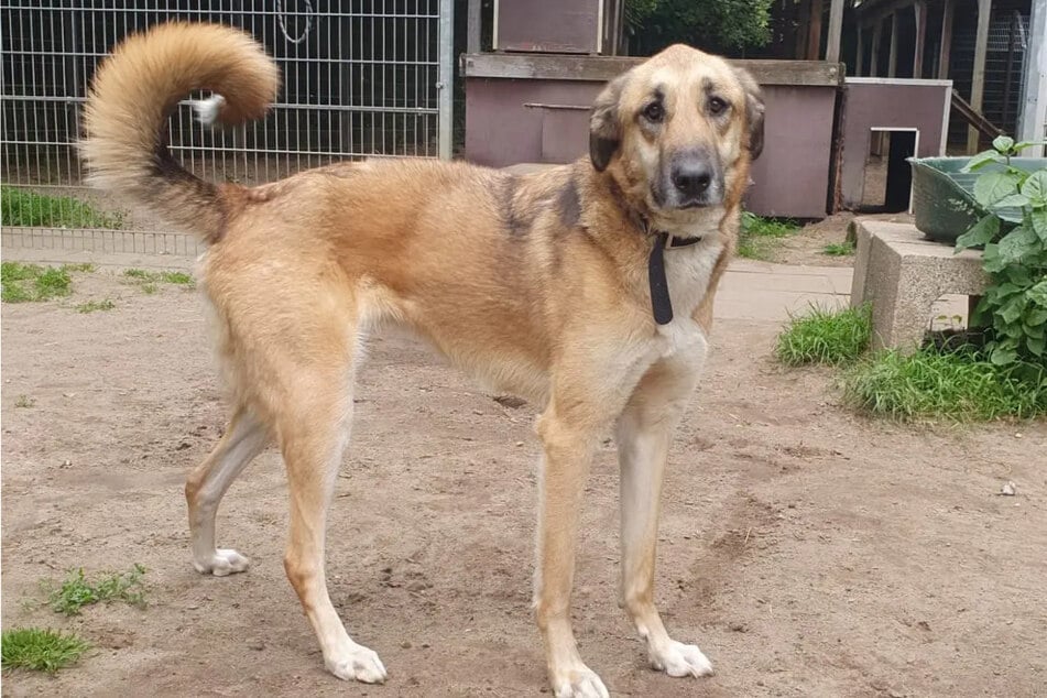 Mandy potřebuje přísná pravidla a sebevědomou autoritu.