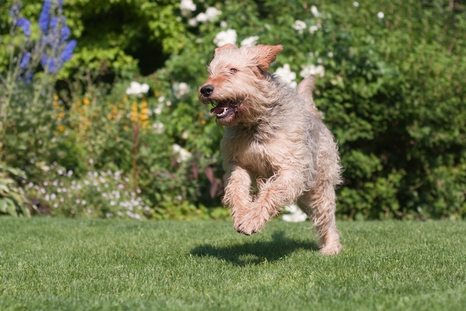 Otterhound dogs are tireless creatures that need a lot of attention and exercise.