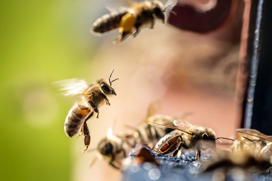 Von der Amerikanischen Faulbrut ist nur die Bienenbrut betroffen und sorgt für ein Massensterben der Insekten. (Symbolbild)