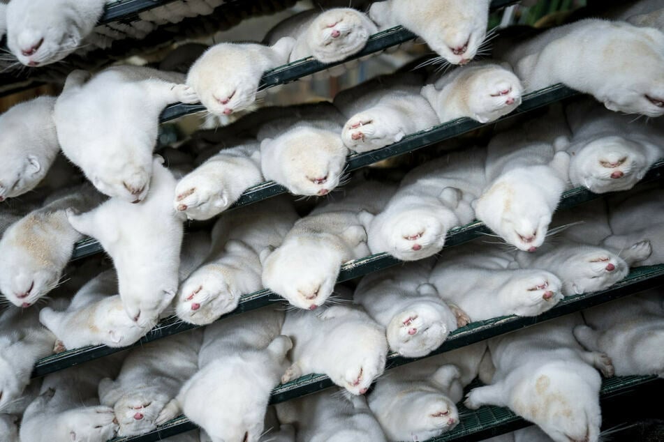 Tote Nerze liegen übereinander. Dänemark hatte Millionen der Tiere aufgrund einer mutierten Coronavirus-Variante getötet und vergraben.
