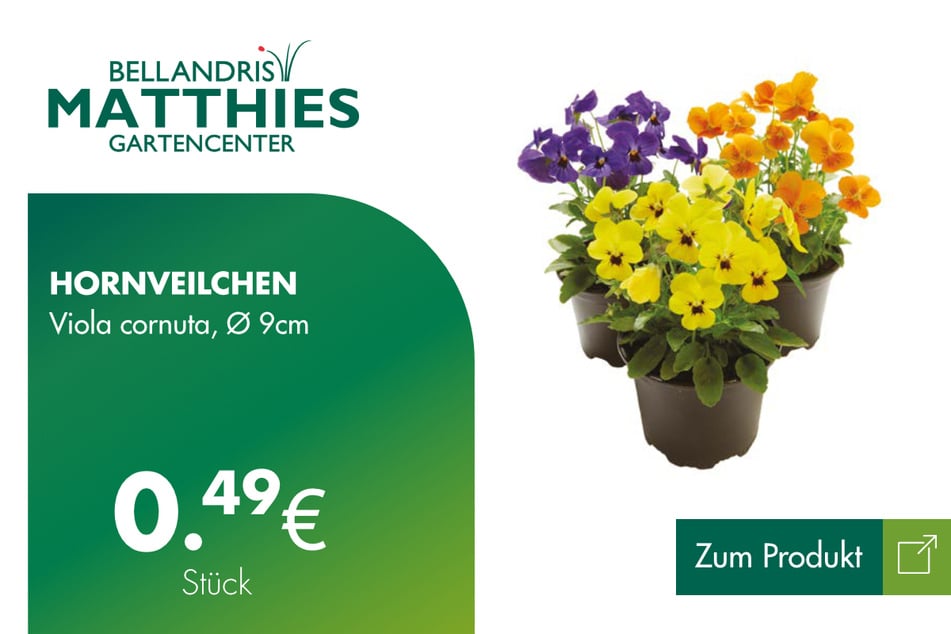 Hornveilchen Viola cornuta für je 0,49 Euro.