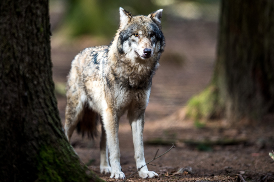 In Sachsen-Anhalt wurden in den vergangenen Tagen Wölfe gesichtet.