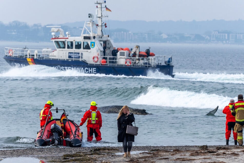 Experte nach Strandung eines Buckelwals sicher: "Dieses Tier wird sterben"