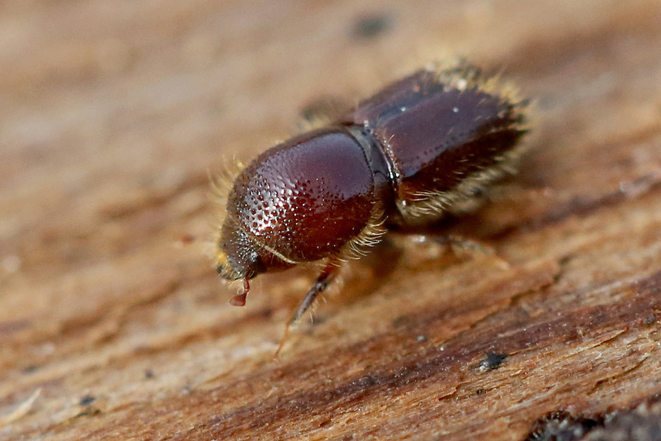 Das Einbohren der Insekten in die Rinde muss so schnell wie möglich erkannt, die Bäume rechtzeitig gefällt, aus dem Wald gebracht oder unschädlich gemacht werden.