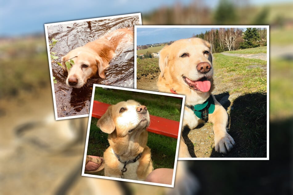 Im Alter von 11 Jahren muss Golden-Retriever-Dackel-Mix Eddy leider noch einmal umziehen.