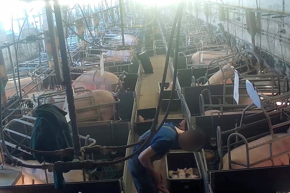 Mitarbeitende haben die Ferkel mutmaßlich ohne Betäubung kastriert. Aufnahmen zeigen, wie die Tiere sich während des Prozesses winden und zappeln, wohl vor Schmerzen.