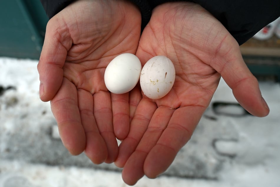 Die Tierschützer tauschen die Eier durch Attrappen aus.
