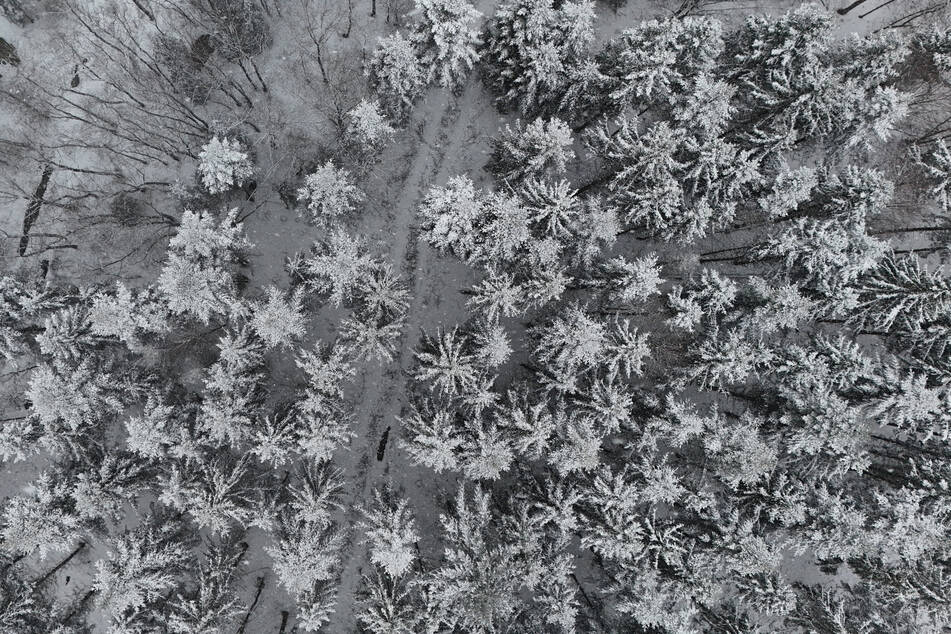 Mit milderen Temperaturen und Regen geht die Lawinengefahr im Schwarzwald weiter zurück. (Symbolbild)