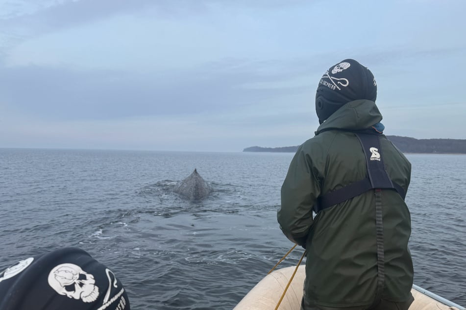Die Organisation Sea Shepherd e.V. möchte den Wal von einer Leine befreien.