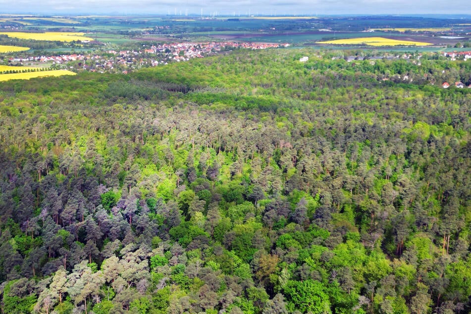 Idyllisches Fleckchen Erde, doch hier ist ein Mann getötet worden: die Dölauer Heide am Stadtrand von Halle. (Archivbild)