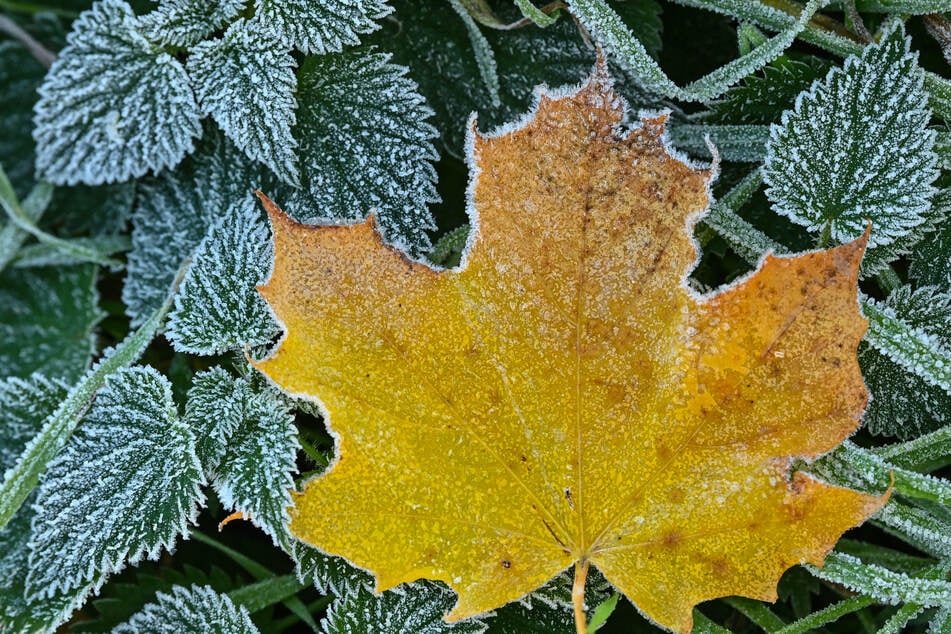 Bodenfrost? Könnte in der Nacht zu Dienstag möglich sein. (Symbolfoto)