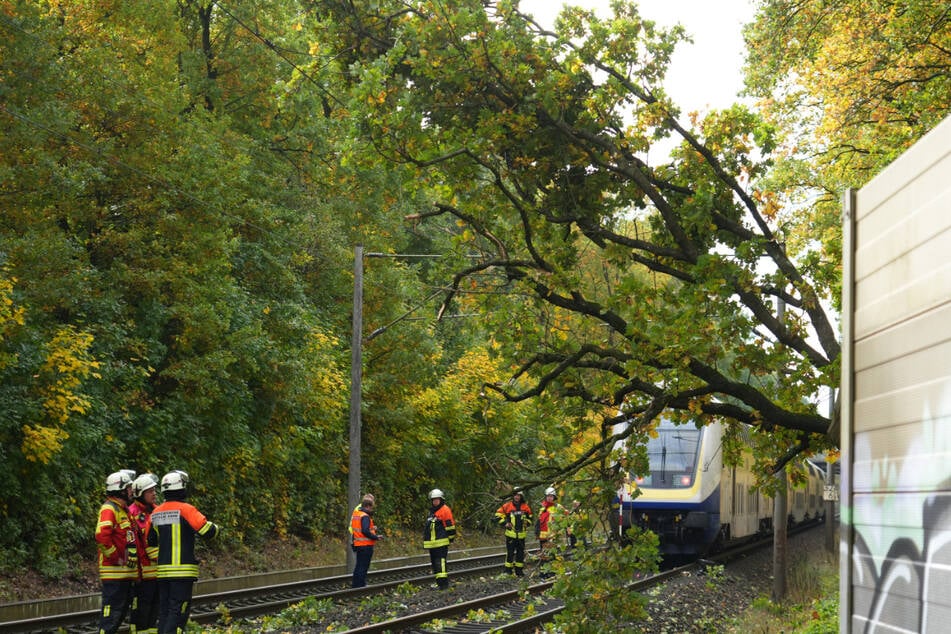 Der Metronom war gegen den Ast des umgestürzten Baumes gekracht.
