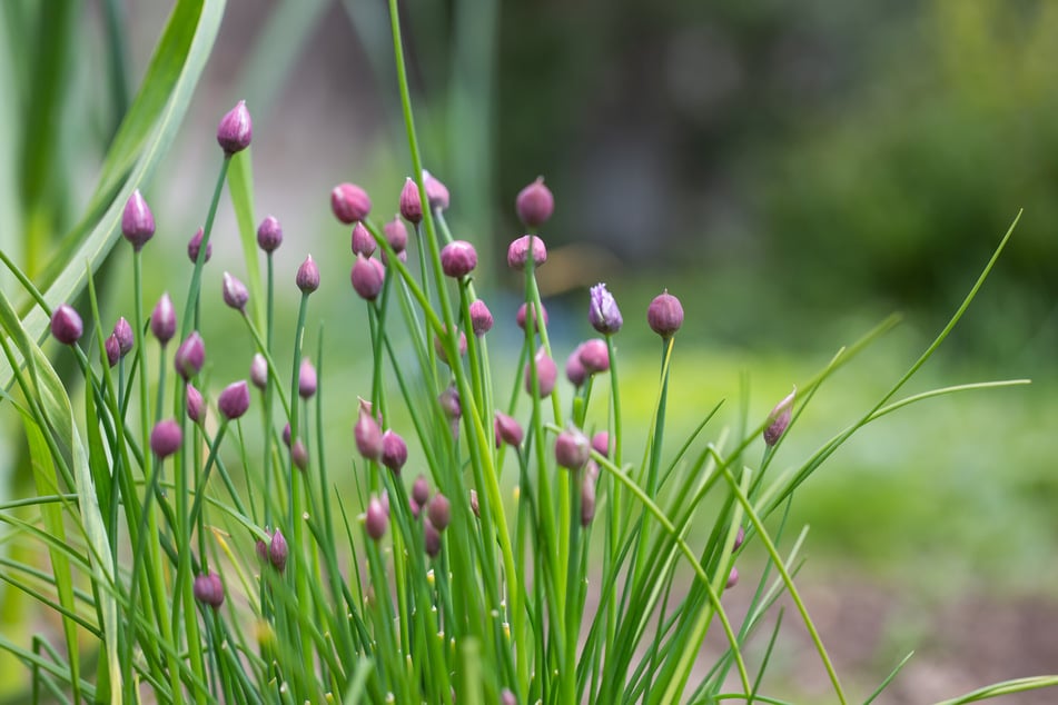 Schon die Knospen eignen sich zum Verzehr und können wie Kapern verarbeitet werden.