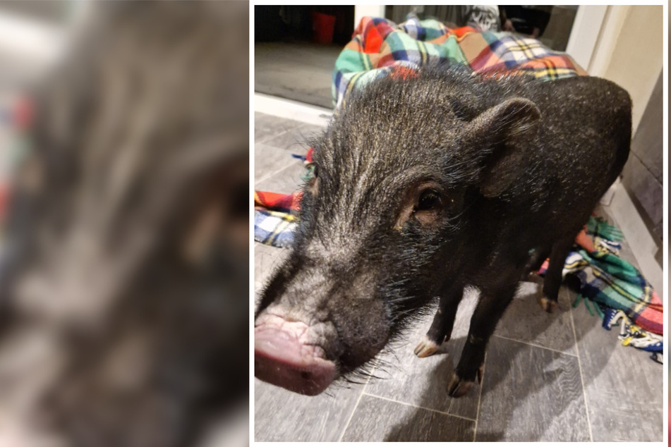 Das Schweinchen wurde in eine Pflegestelle gebracht.
