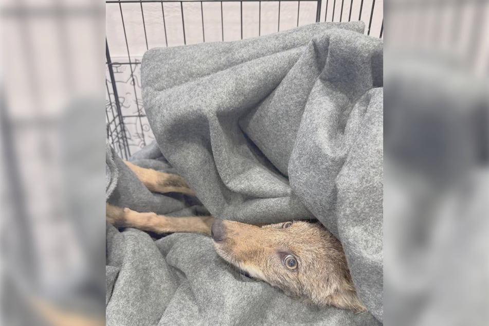Auf einmal entpuppte sich der Hund als kleiner Kojoten-Welpe.