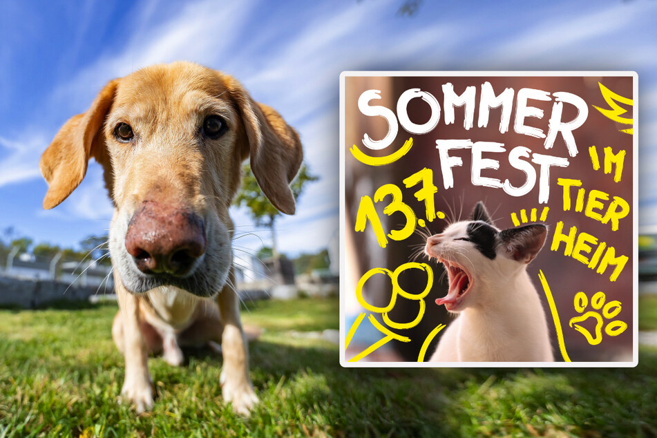 Vermittlungshund "Timmy" freut sich schon sehr auf das Sommerfest. Ob er dort endlich seine Menschen findet?