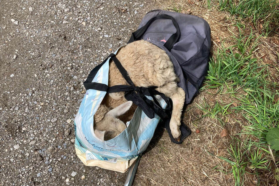 Die Polizei befreite das verängstigte Schaf aus der Plastiktüte und übergab es seinem Besitzer.