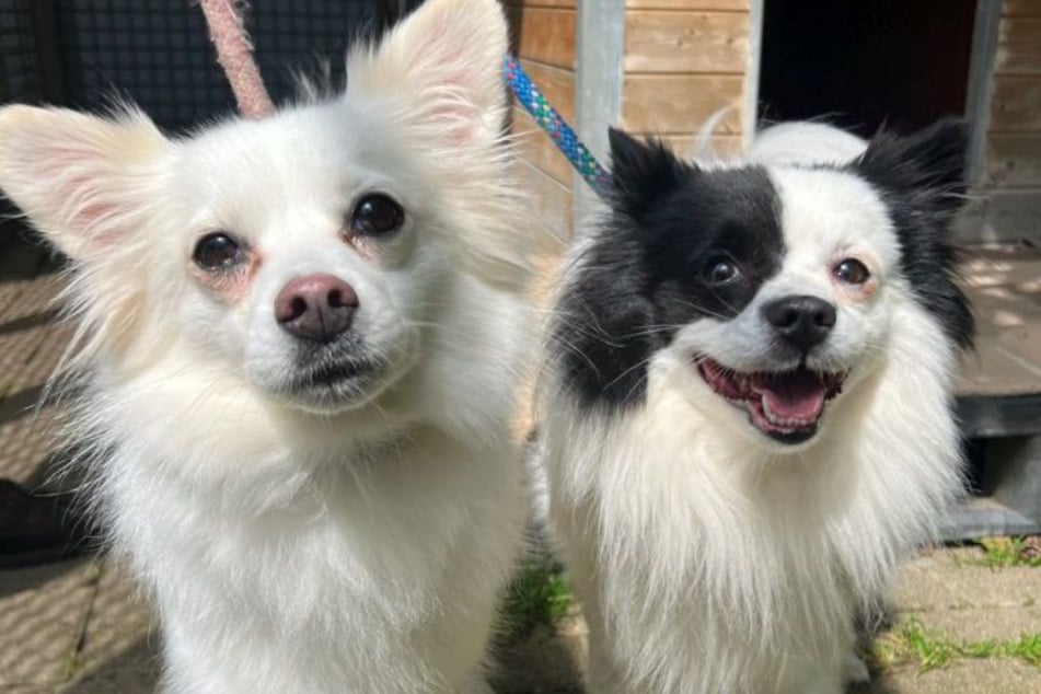 Pablo und Leyla kamen gemeinsam ins Tierheim und wollen auch wieder zusammen ausziehen.