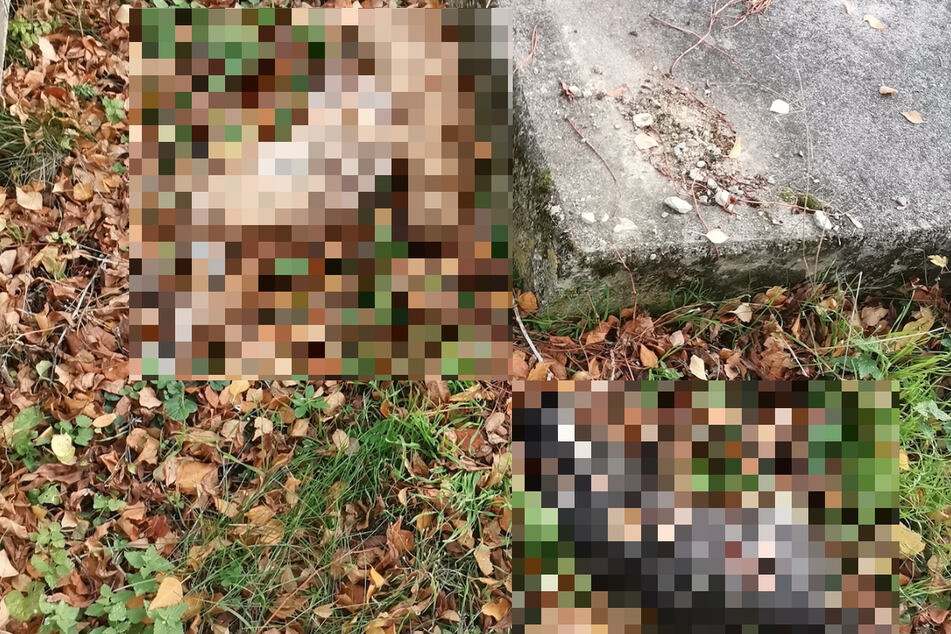 Illegal entsorgt: Siebenjährige findet tote Tiere auf Spielplatz