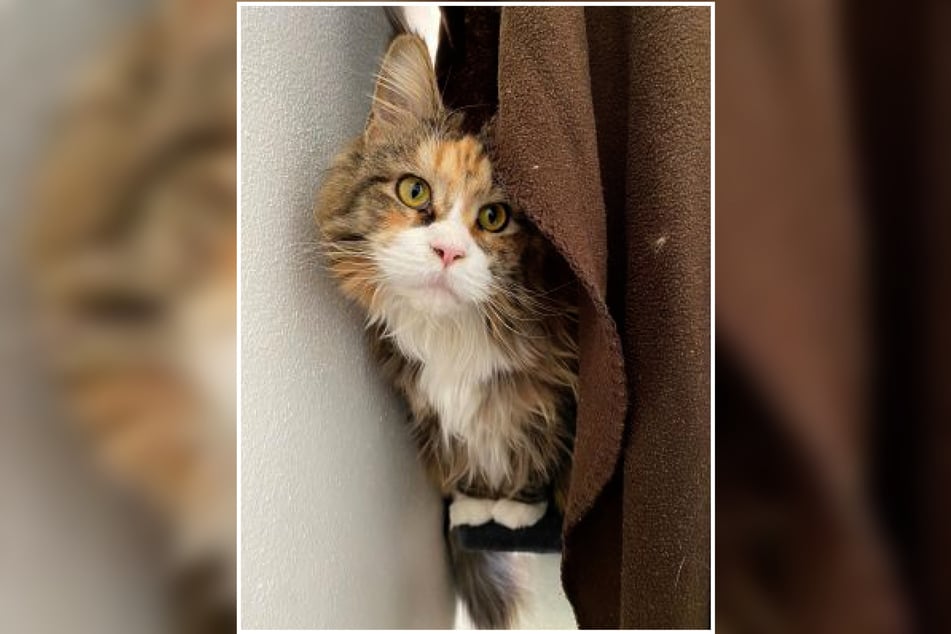 Kira benötigt Menschen, die sich mit Katzen auskennen und diese auch lesen können.