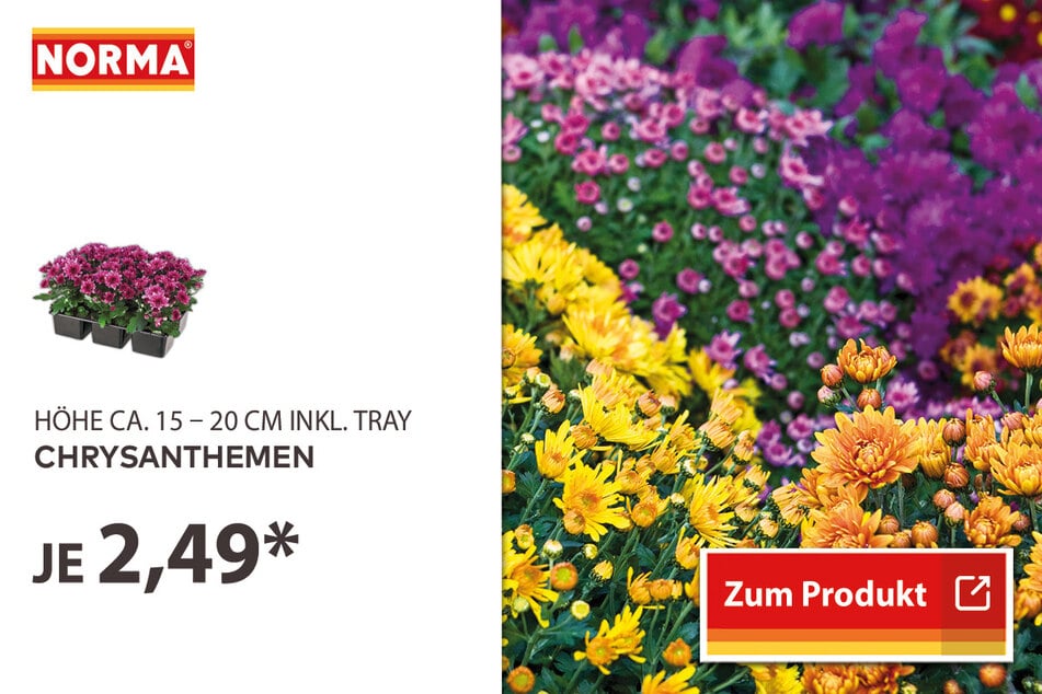 Chrysanthemen für 2,49 Euro