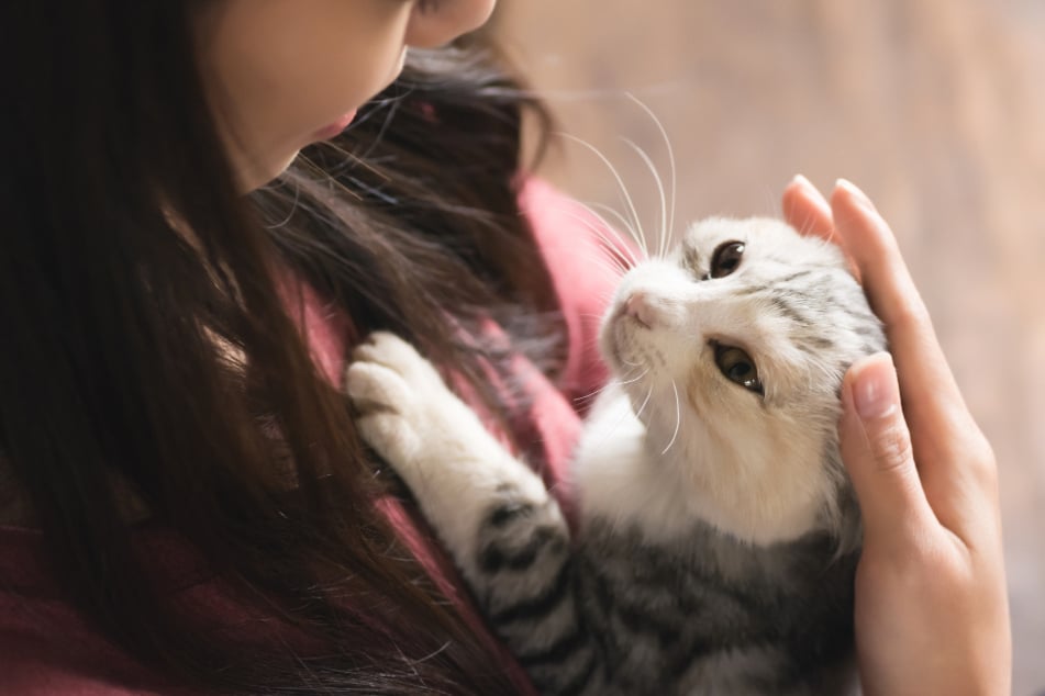 Manchmal macht man beim Streicheln der Katze unbewusste Fehler.