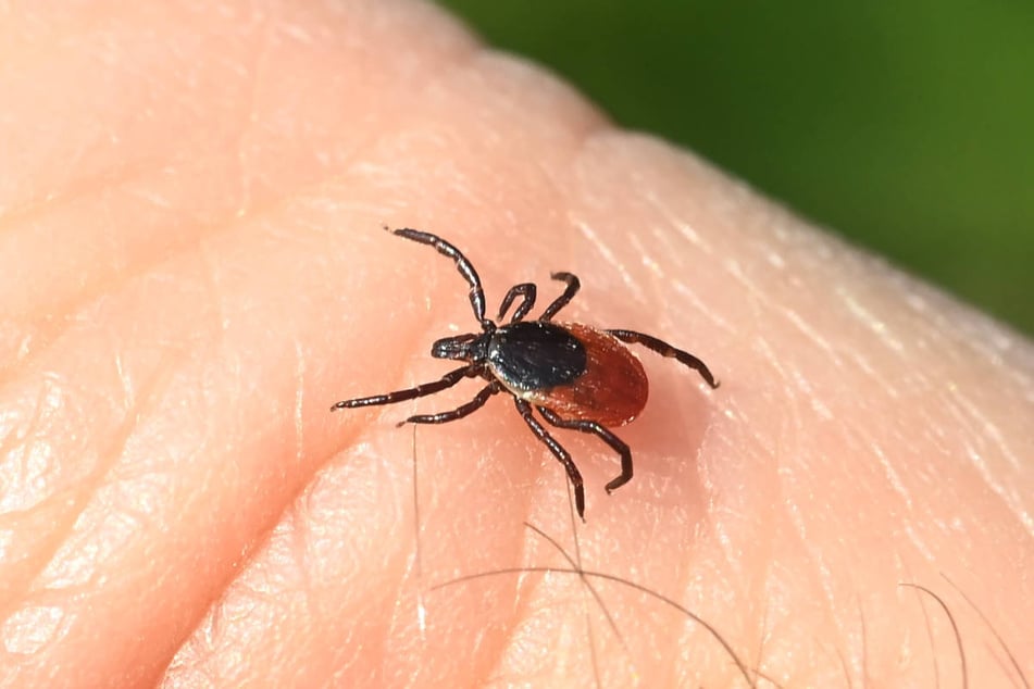 Zecken können nicht nur die Hirnhauterkrankung FSME sondern auch Borreliose auf den Menschen übertragen.