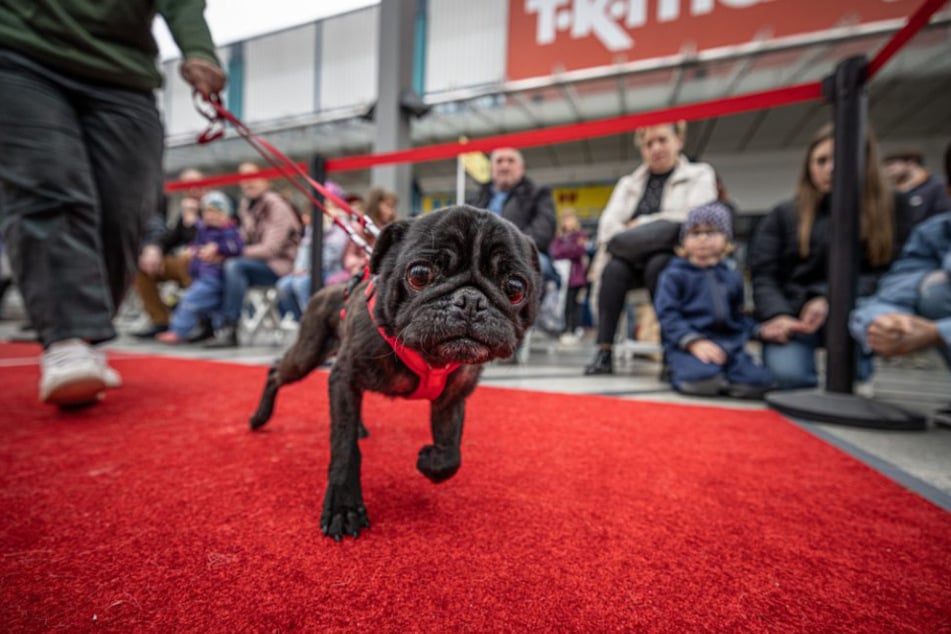 Einen Hund adoptieren oder eine Pflegschaft übernehmen? Alle Infos dazu erhaltet Ihr am Samstag im Chemnitz Center.