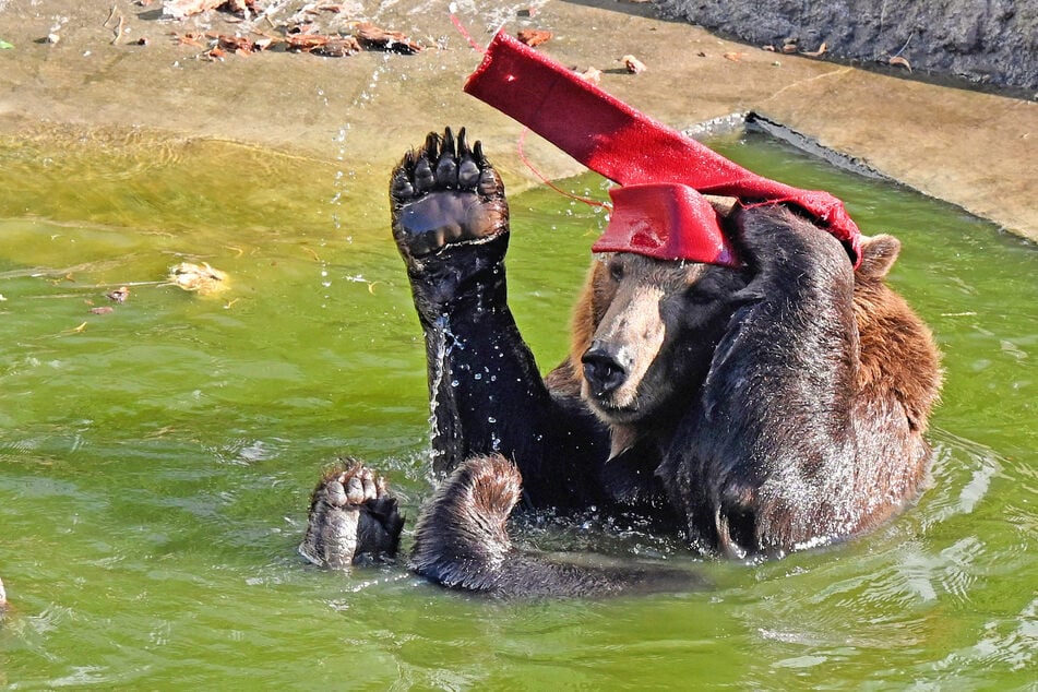 Braunbär Benno machte es sich am Sonntag noch einmal im Pool gemütlich.