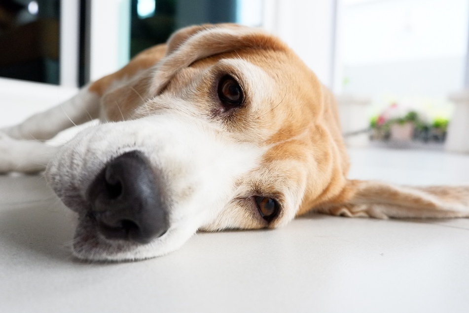 Manche Hunde vertragen Blaubeeren nicht und können mit unterschiedlichen Symptomen reagieren.