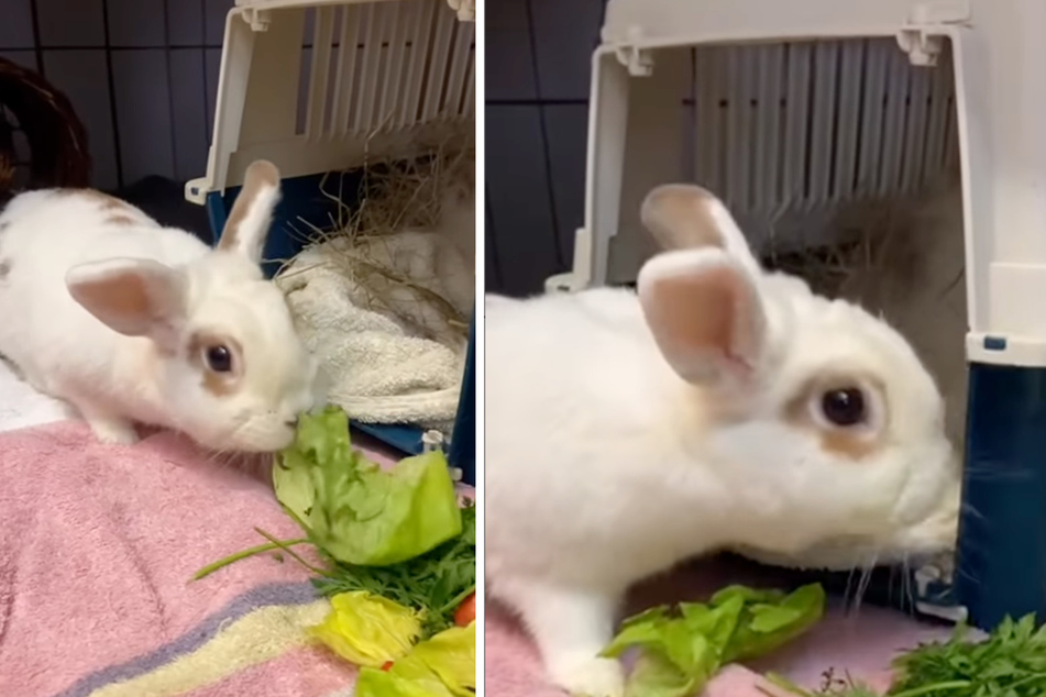 Mama Marshmallow genießt ihren Salat in vollen Zügen.