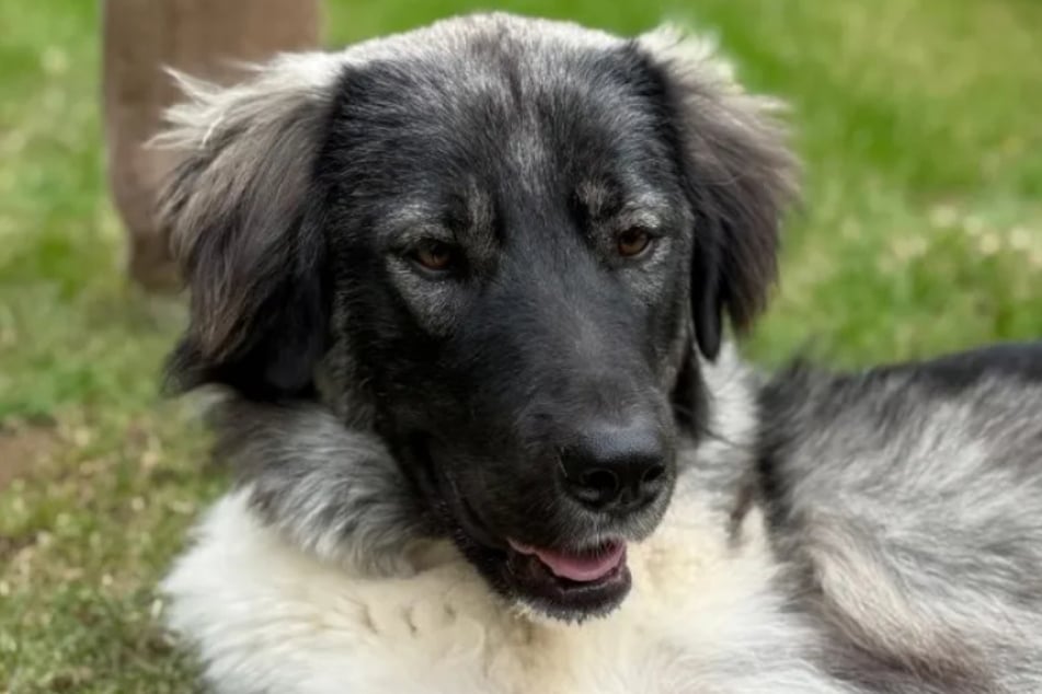 La perra mestiza estuvo involucrada en un accidente de coche en el que perdió una pierna. Pero eso no le quita a Candy su alegría de vivir.