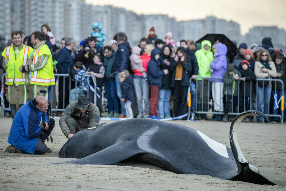 Tragödie an Nordsee-Strand: Orca gestrandet und gestorben