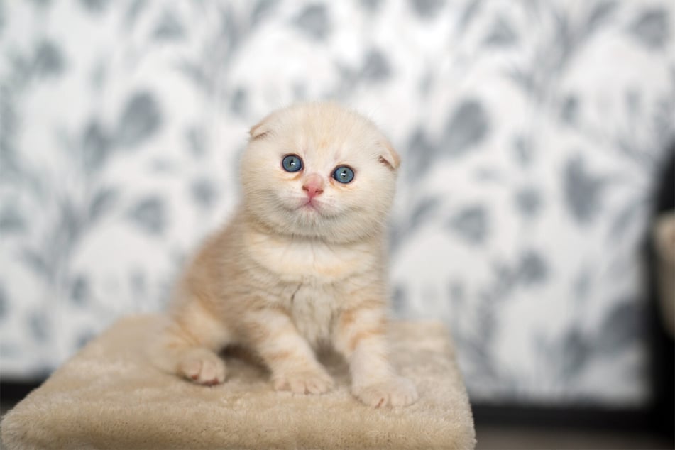 Be cautious when you adopt a Scottish fold, and aware that they can develop health problems.