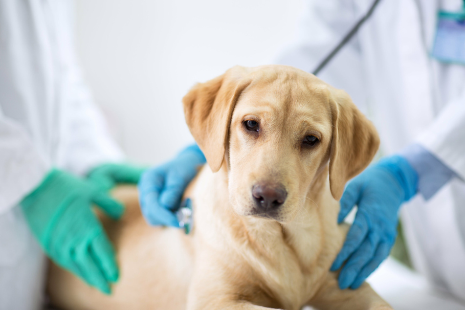 Dein Haustier sieht krank aus und Du willst einen Tierarzt zurate ziehen? Auch über die Feiertage behandeln Notfall-Praxen in Köln tierische Patienten. (Symbolbild)