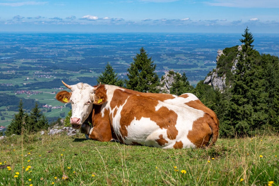 Augen-Weide: Mensch und Tier dürfen sich am Sonntag über sonnige Stunden in der Natur – oder natürlich auch im städtischen Treiben – freuen.