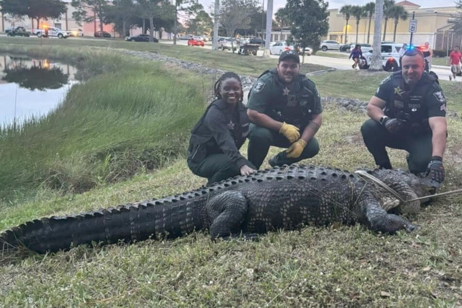Rogue alligator causes chaos in Florida shopping center