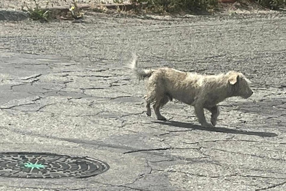 Hund irrt einsam umher: Was Frau dann beobachtet, ist für sie wie ein Stich ins Herz
