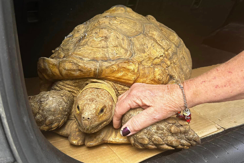 This turtle was likely wandering around and carried a secret for 3.5 years.
