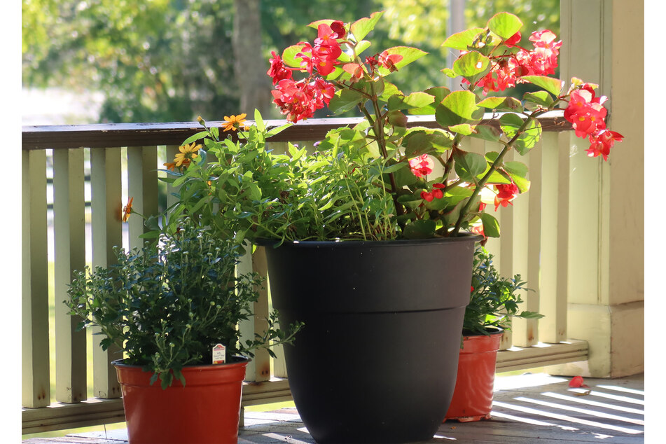Plants such as begonias can easily be grown at home and in relatively low sunlight.