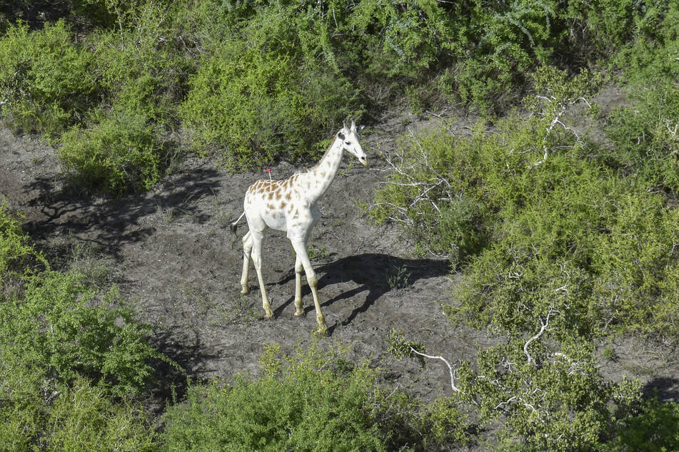Die weltweit wohl einzige weiße, männliche Giraffe soll durch einen GPS-Sender vor Wilderern geschützt werden.