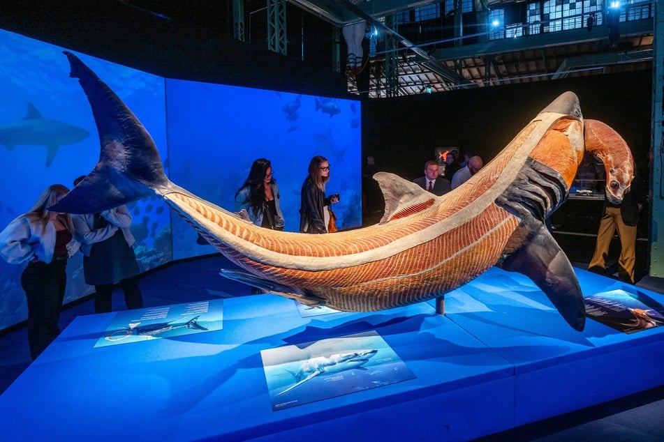 Auch die Unterwasserwelt hat in der Ausstellung einen Platz.