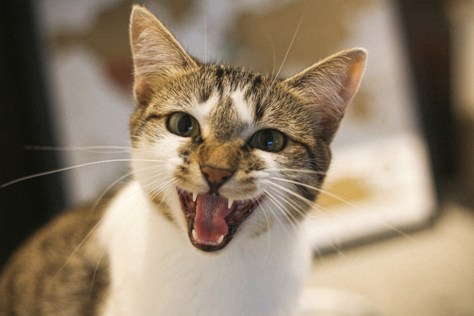 Can you deal with angry or aggressive cats through training? The answer is likely yes!