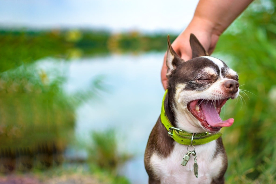 Why do dogs yawn: Is your pet stressed out or just tired?