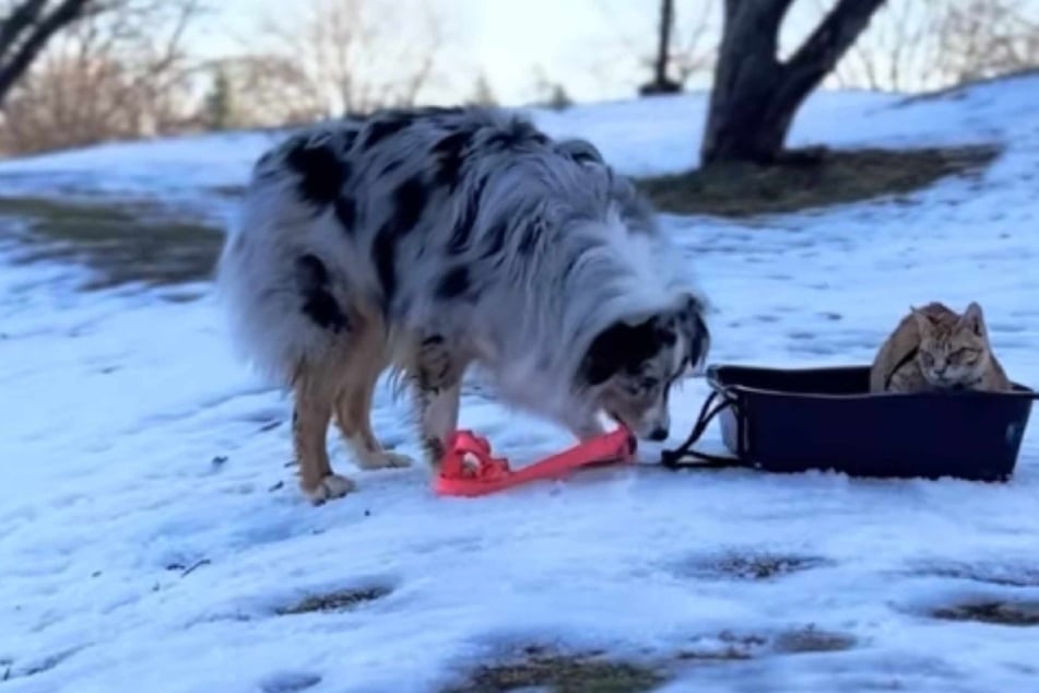 Lo que hace un perro con un gato en la caja de arena deja a todos boquiabiertos: “¿Es real?”